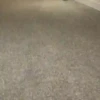 Little animals 🐕 10