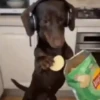 Virales Comentarios TikTok 📲 13