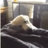 Perros 01mov 6
