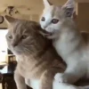 Gatitos - Amor 💕 8