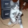 Gatos que viraram Memes 🐈😁 5