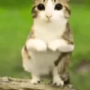 ᱙᱙   ˳   Meowl   ׅ   𐀴᷼𐀴 8