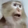 Macaco | Macaquinho 🐒 26