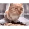 XDD 7