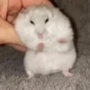 Hámster🐹⭐ 17