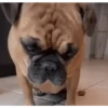 TOMAAAAAAAPETS 6