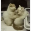 Gatitos - Amor 💕 6