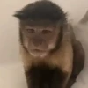 Monkeys 🤎🐵 8