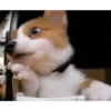 Anjing lucu 11