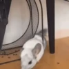 Funny Memes 🐾 10