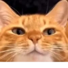 Gatos Michis Mood Funny 😹🤣 7