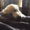 AI QUE SONO... 💤 23