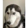Anjing lucu 14