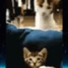 GATOS PARA REAGIR 8