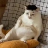 99.9% gatos sin sentido 😾🤯 7