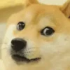 Doge animated stickers 11