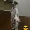 Perritos Tiktokers 2🐶🎵  9