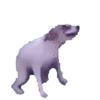 Doge animated stickers 9