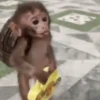 Reações de macaquinhos 🤣 11