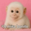 Rey Mono 4 16