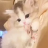 Милый движущийся кот GIF 5