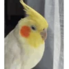 Poyos Birds 3.0 🐣😍 20