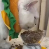 Милый движущийся кот GIF 14