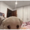 Perros pelotudos 7