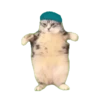 Gatinhos animados 5