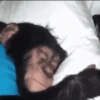 🐒•Moniiitos ⵌ5 12