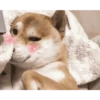 Anjing lucu 13