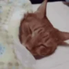 AI QUE SONO... 💤 12