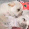 Gatos mix 🐱🐈 8