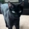 Gatos que viraram Memes 🐈😁 26