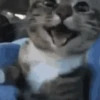Gatos animados  9