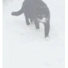 GIFs Bixins com Frio 🥶 8