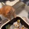 99.9% gatos sin sentido 😾🤯 5