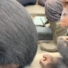Monitos 🐵🐵🐵 2