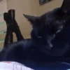 Tiktok 6
