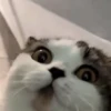 Gatos Michis Mood Funny 😹🤣 13