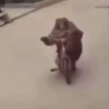REAÇÕES 6