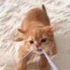 Милый движущийся кот GIF 9