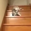 Gatinhos 11
