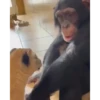 Monkey 8