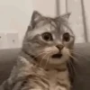 Animais Engraçados | Memes 🐾 11