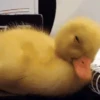 AI QUE SONO... 💤 16