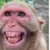 Macacos rindo 🙊🐵😂 8
