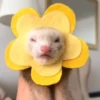Entrega de flores amarillas 🌻 19
