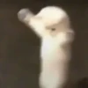 MICHIS PAL CHAT 🤣 6