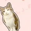 ᱙᱙   ˳   Meowl   ׅ   𐀴᷼𐀴 24